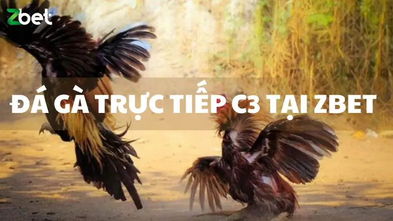 Đá gà trực tiếp C3 tại rất kịch tính và hấp dẫn